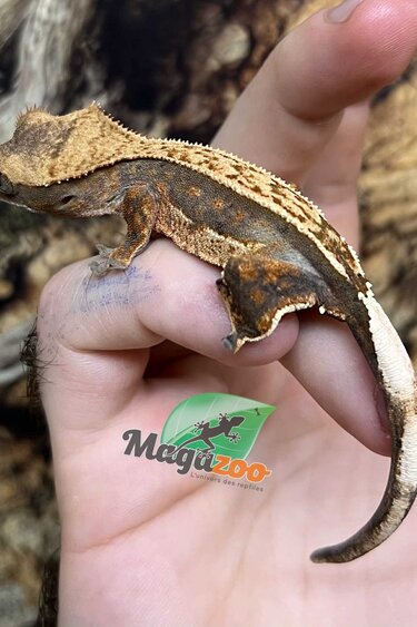 Magazoo Gecko à crête Pinstripe Harlequin femelle juvénile #6