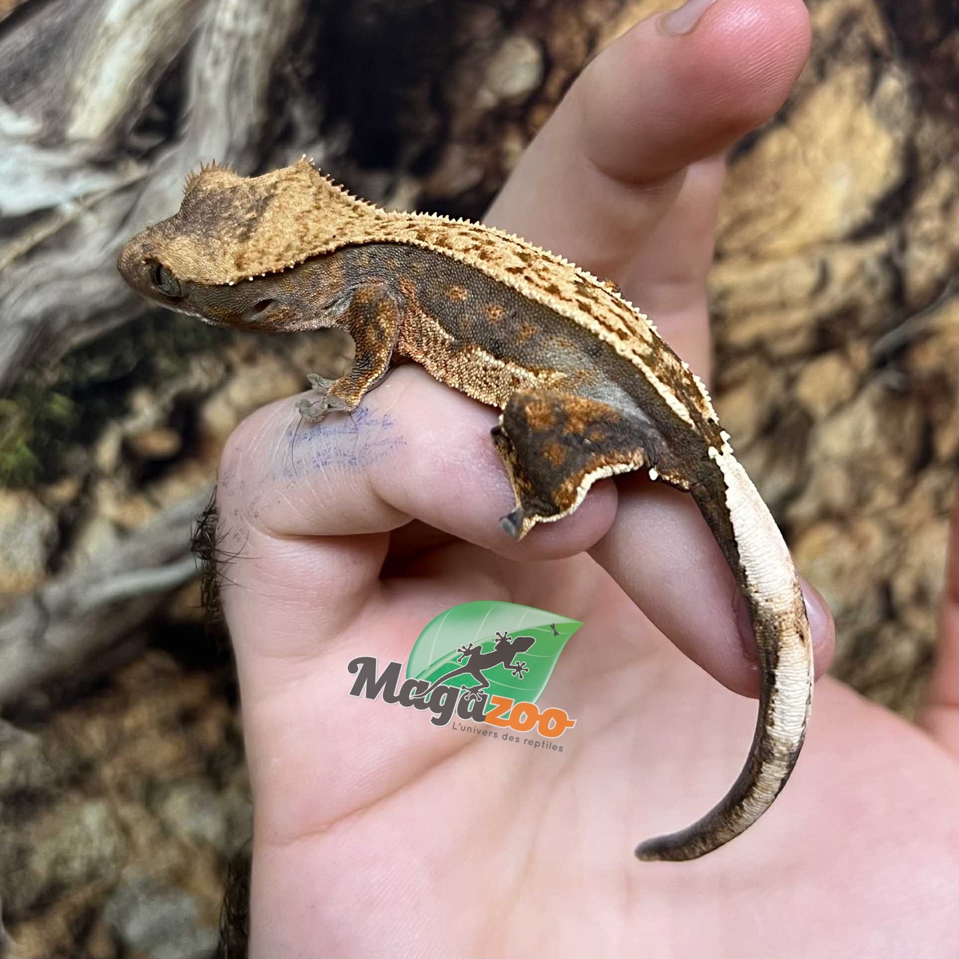 Magazoo Harlequin Pinstripe Juvenile Female Crested Gecko #6