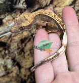 Magazoo Harlequin Pinstripe Juvenile Female Crested Gecko #6
