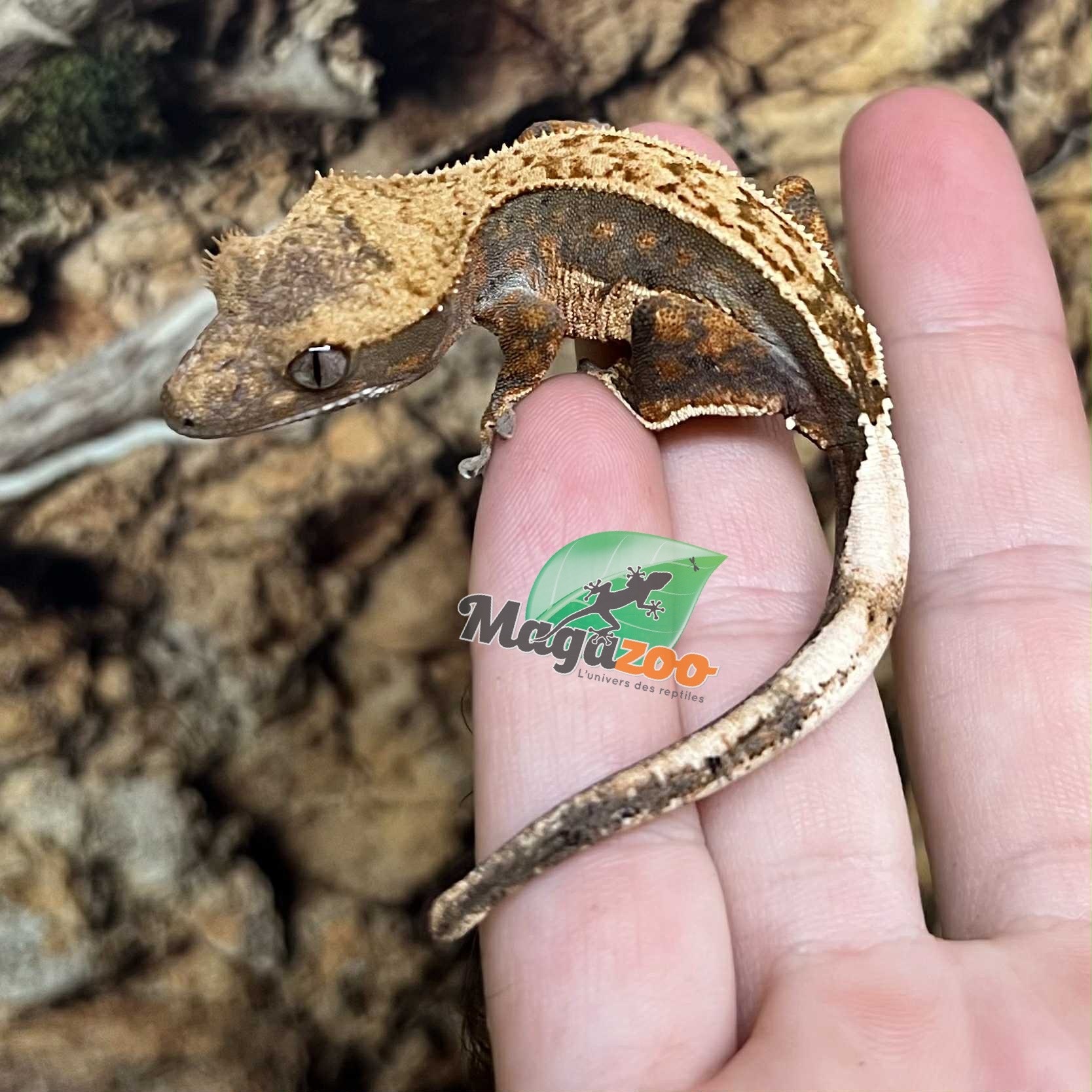 Magazoo Gecko à crête Pinstripe Harlequin femelle juvénile #6