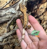 Magazoo Harlequin Pinstripe Juvenile Female Crested Gecko #6