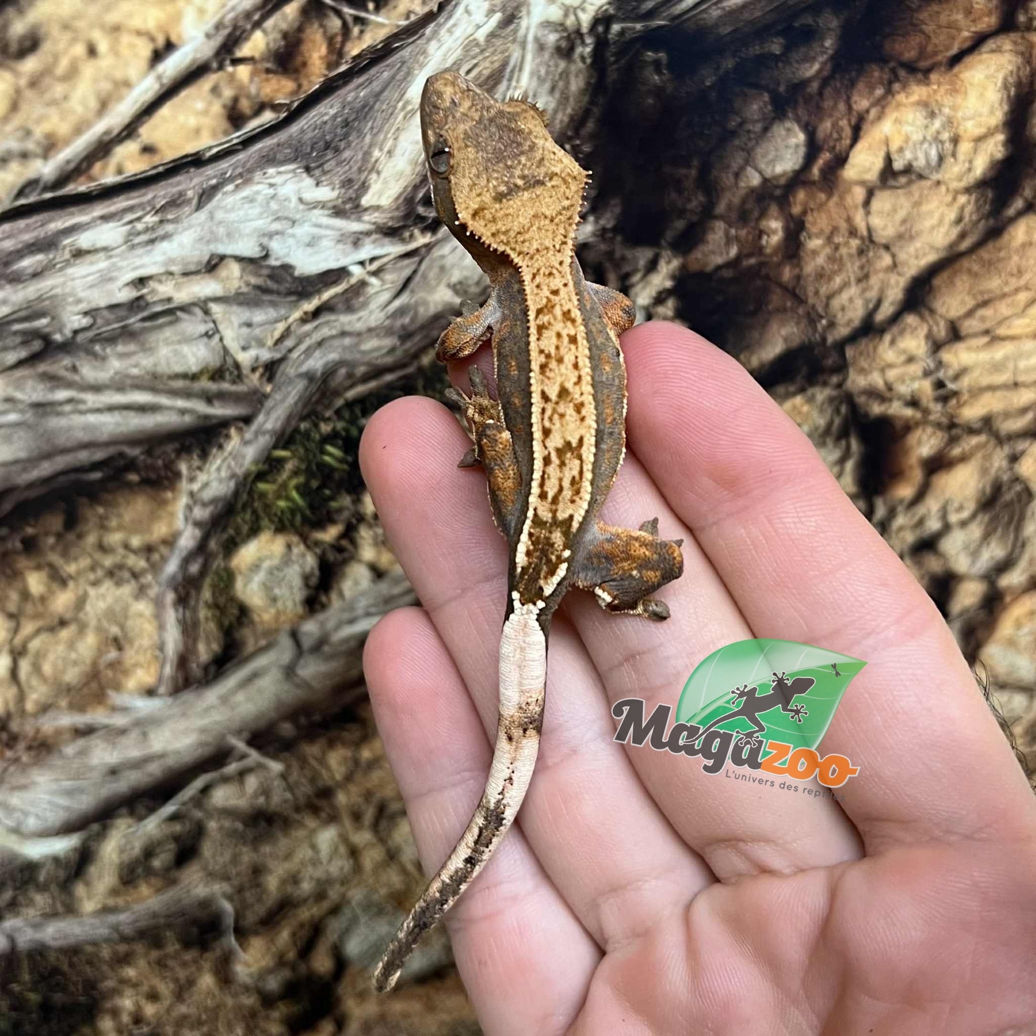 Magazoo Harlequin Pinstripe Juvenile Female Crested Gecko #6