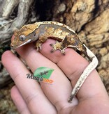 Magazoo Gecko à crête Harlequin femelle juvénile #7