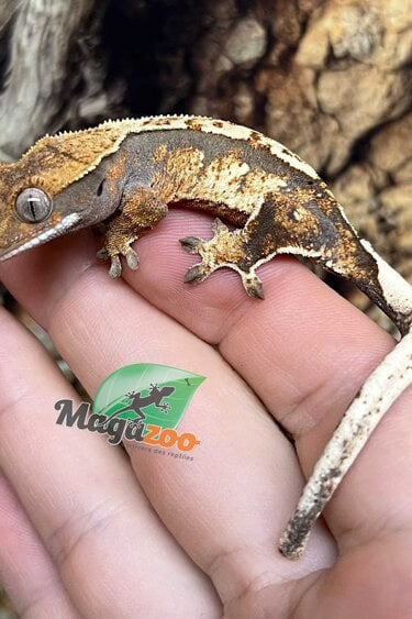 Magazoo Juvenile female Harlequin Crested Gecko #7