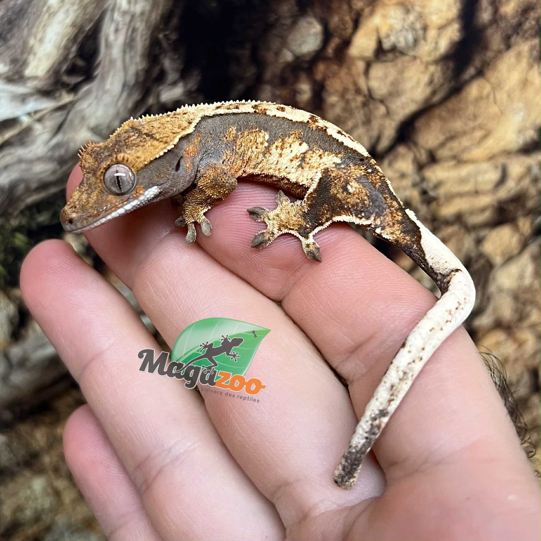 Magazoo Gecko à crête Harlequin femelle juvénile #7