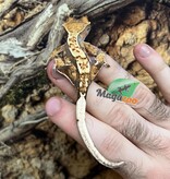 Magazoo Juvenile female Harlequin Crested Gecko #7