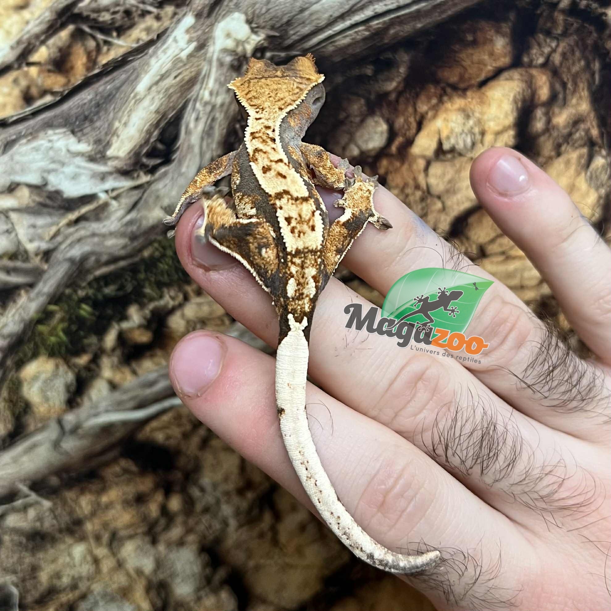 Magazoo Gecko à crête Harlequin femelle juvénile #7