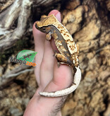 Magazoo Juvenile female Harlequin Crested Gecko #7