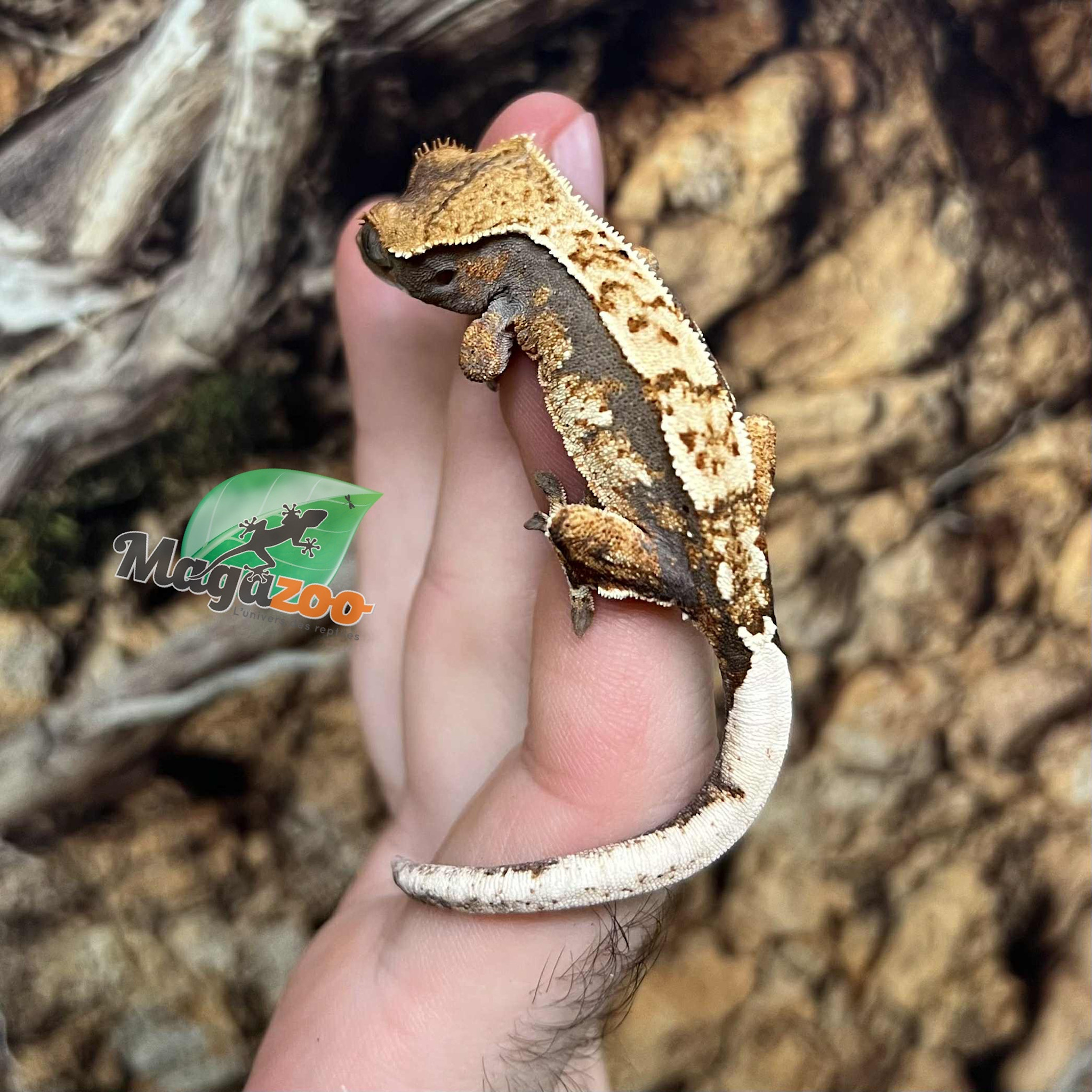 Magazoo Juvenile female Harlequin Crested Gecko #7