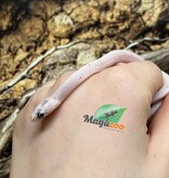 Magazoo Palmetto Amel Baby Corn Snake  #1 (Big eyes)