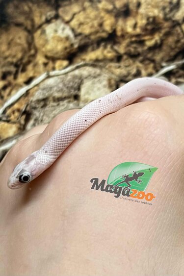 Magazoo Serpent des blés Palmetto Amel Bébé #1 (Gros yeux) Mâle