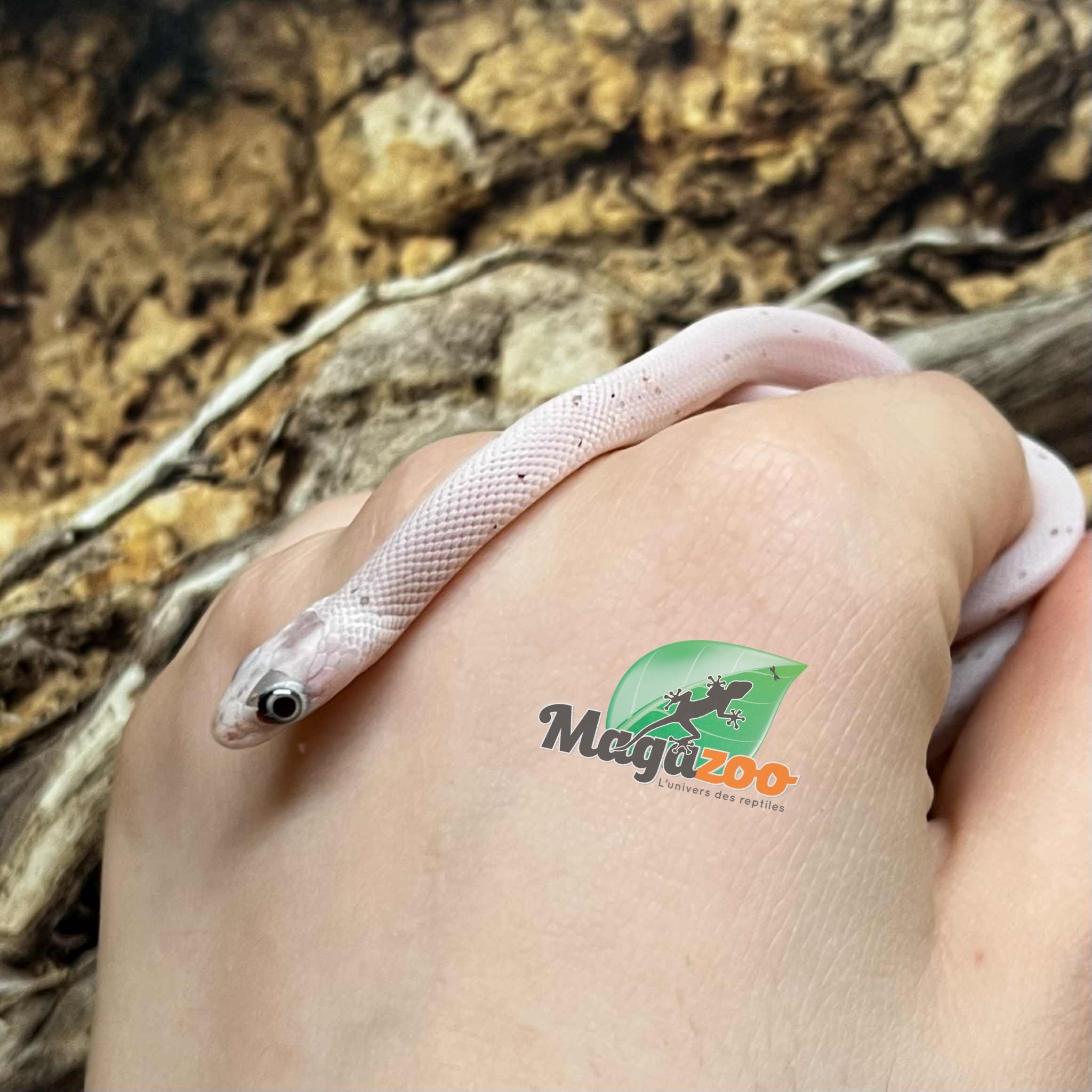 Magazoo Serpent des blés Palmetto Amel Bébé #1 (Gros yeux) Mâle