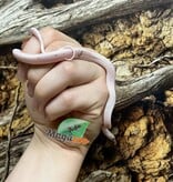 Magazoo Palmetto Amel Baby Corn Snake  #1 (Big eyes)