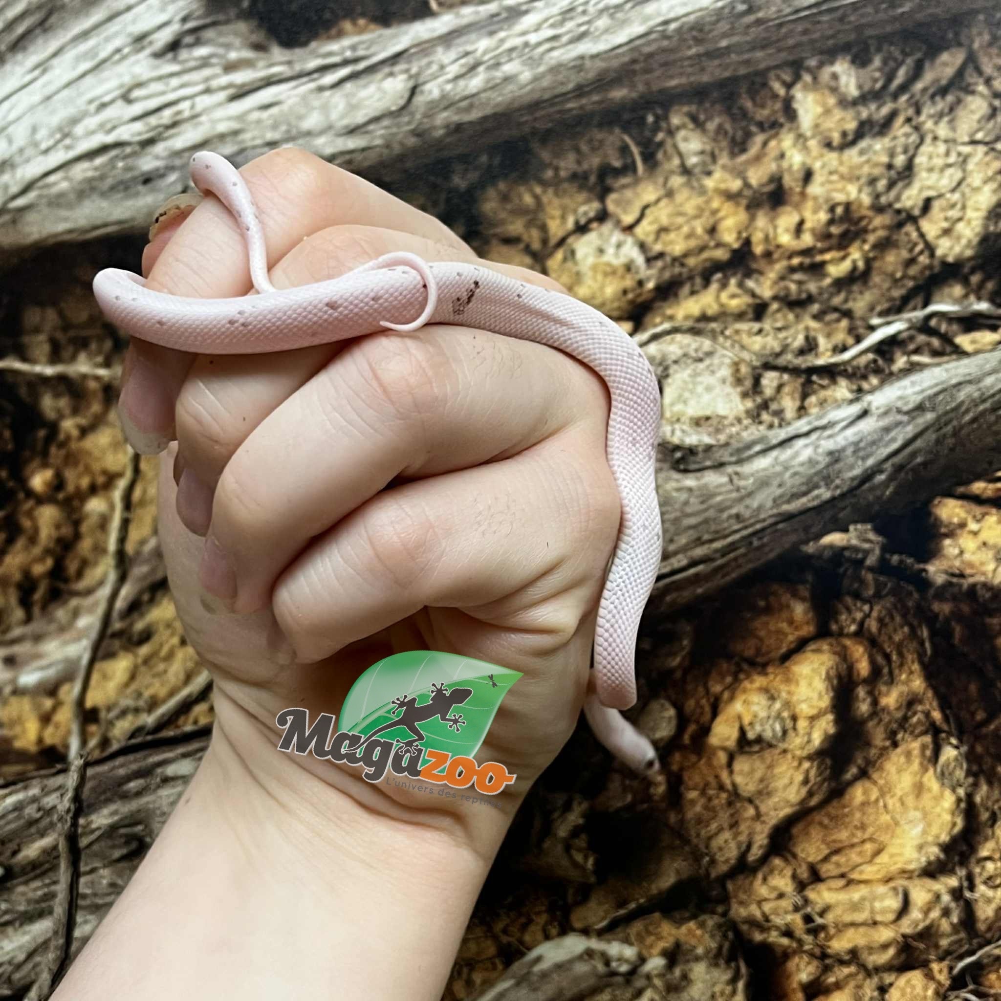 Magazoo Palmetto Amel Baby Corn Snake  #1 (Big eyes)