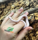 Magazoo Serpent des blés Palmetto Amel Bébé #1 (Gros yeux) Mâle