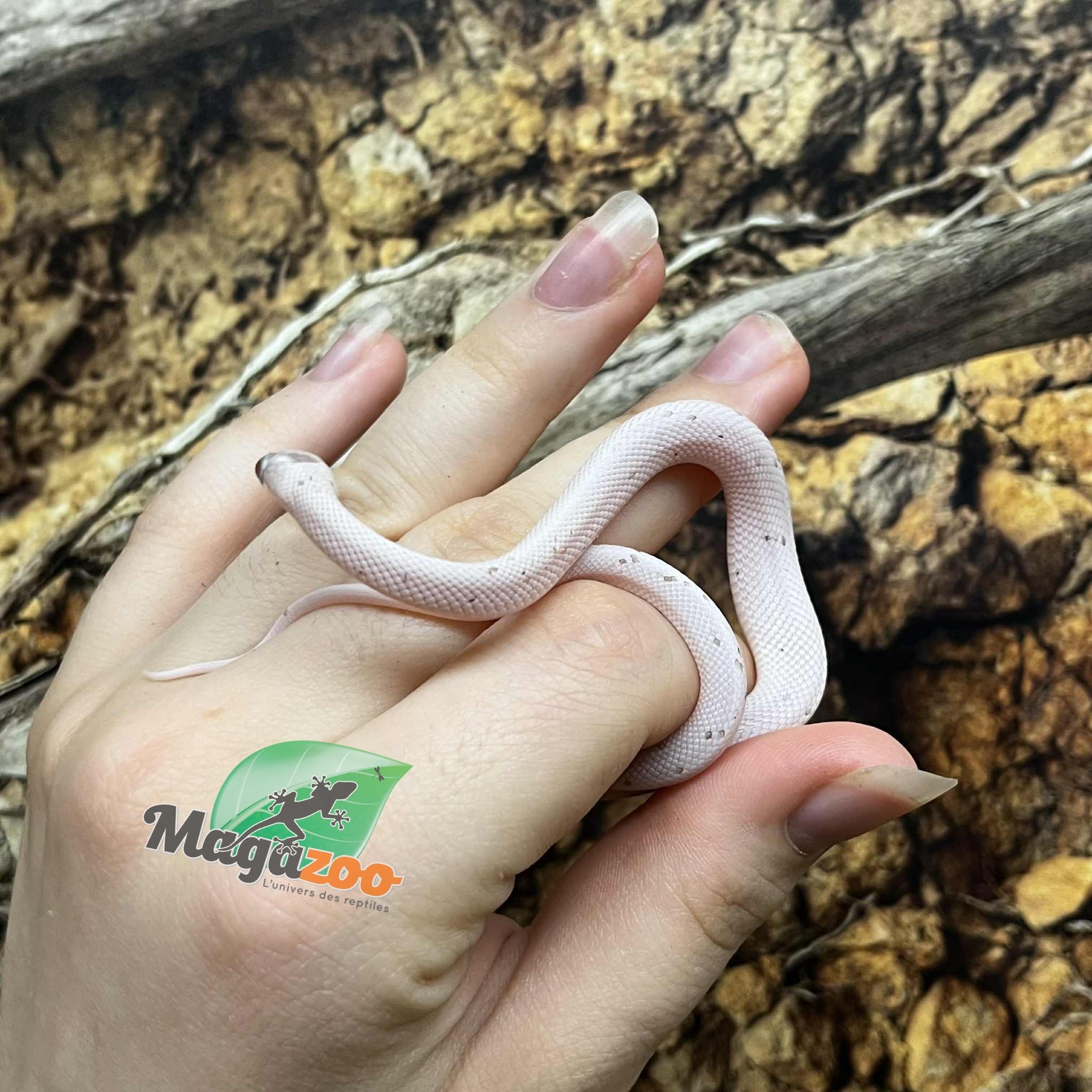 Magazoo Palmetto Amel Baby Corn Snake  #1 (Big eyes)