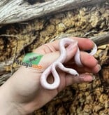 Magazoo Palmetto Amel Baby Corn Snake #2 (Big eyes)
