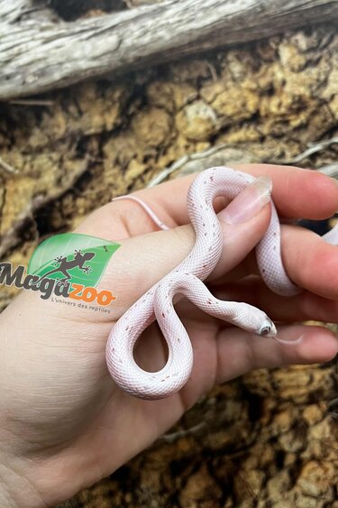 Magazoo Serpent des blés Palmetto Amel Bébé #2 (Gros yeux) Mâle