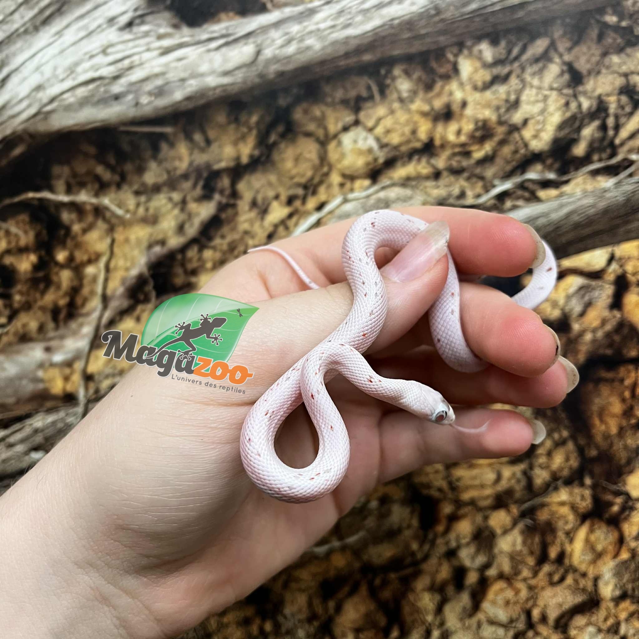 Magazoo Serpent des blés Palmetto Amel Bébé #2 (Gros yeux) Mâle