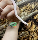 Magazoo Palmetto Amel Baby Corn Snake #2 (Big eyes)