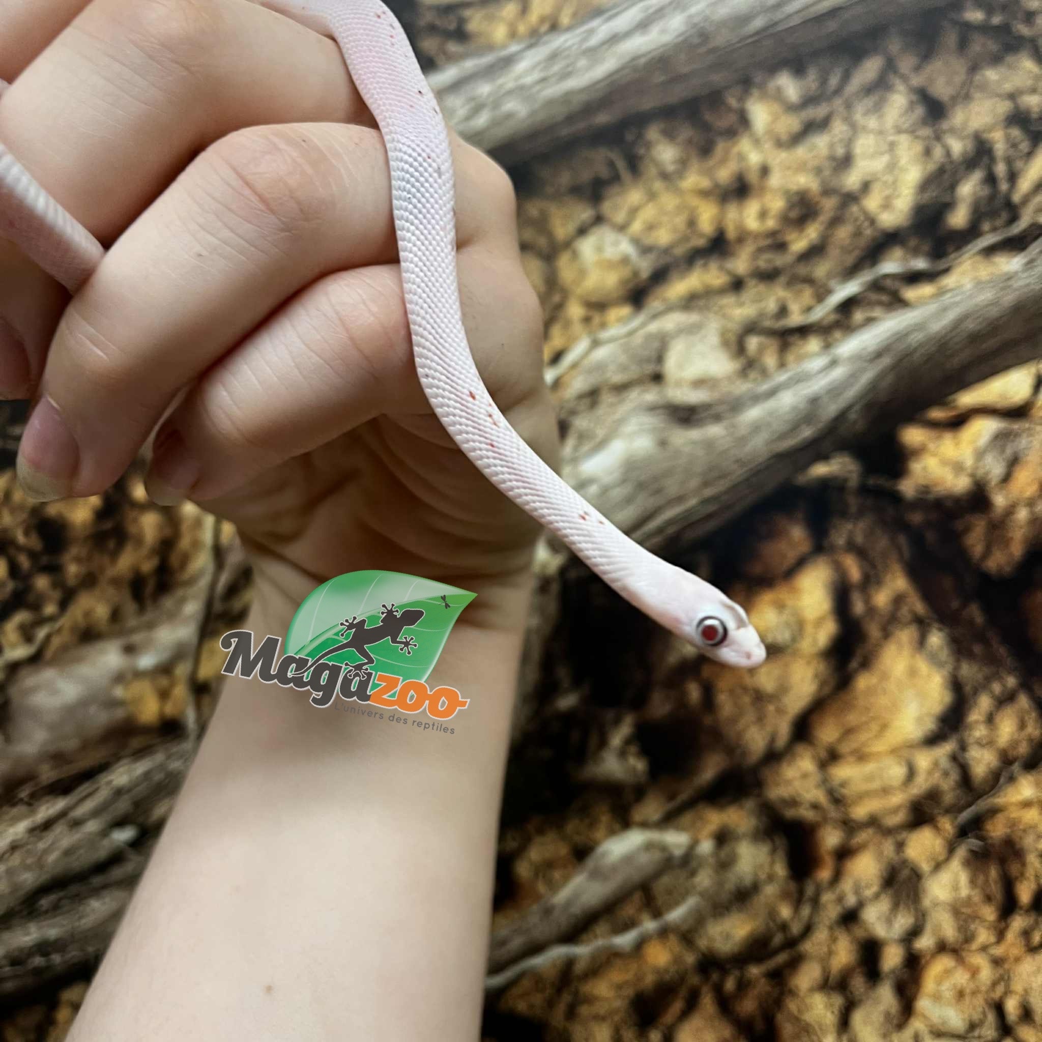 Magazoo Palmetto Amel Baby Corn Snake #2 (Big eyes)