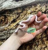 Magazoo Serpent des blés Palmetto Amel Bébé #2 (Gros yeux) Mâle