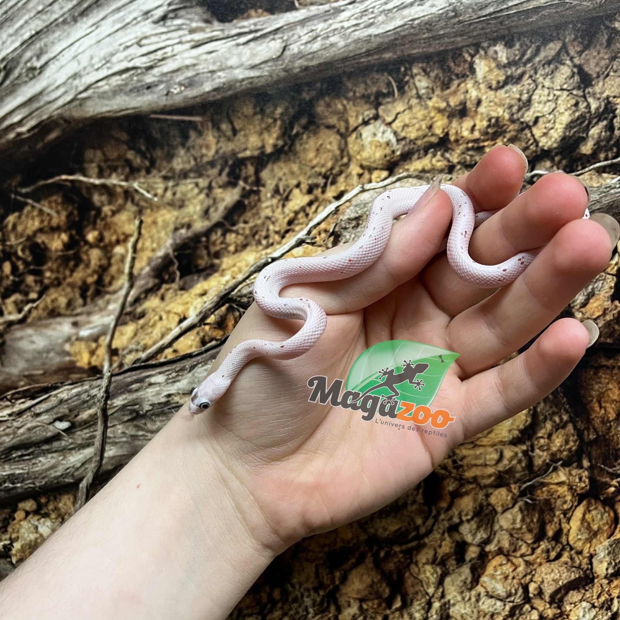 Magazoo Palmetto Amel Baby Corn Snake #2 (Big eyes)