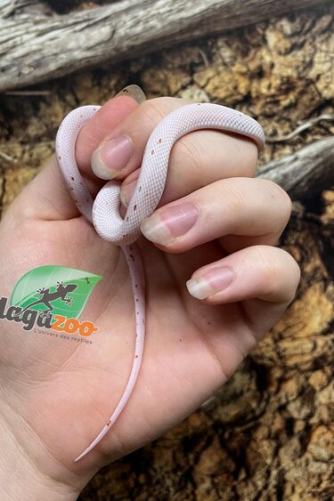 Magazoo Serpent des blés Palmetto Amel Bébé #3 (Gros yeux) Mâle