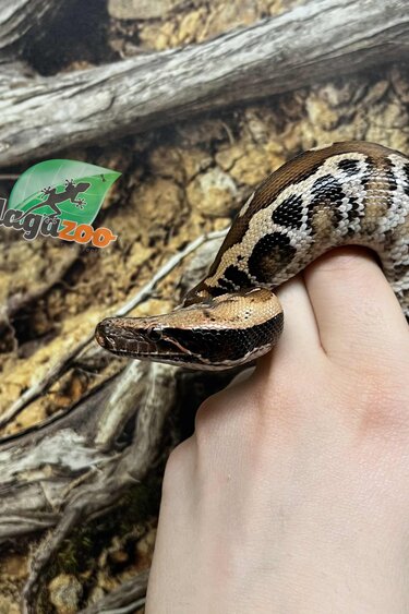 Magazoo Baby Female Het Albino t+ Blood Python