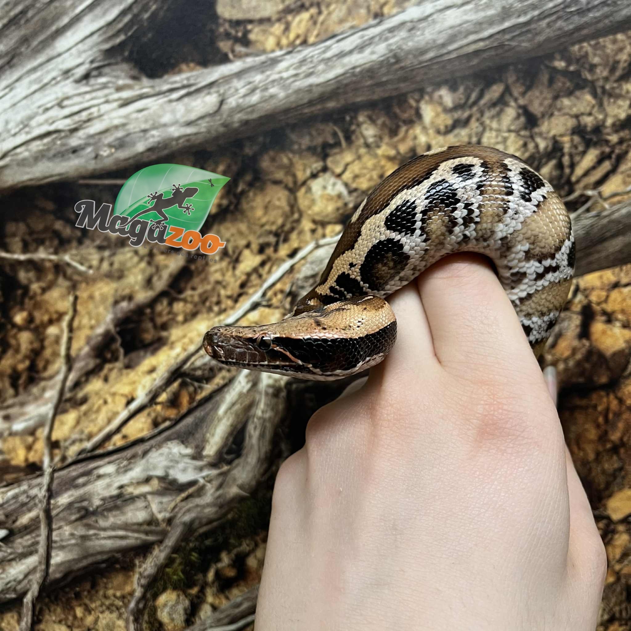 Magazoo Python malais Bébé Femelle (Het. Albino T+)