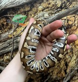 Magazoo Python malais Bébé Femelle (Het. Albino T+)