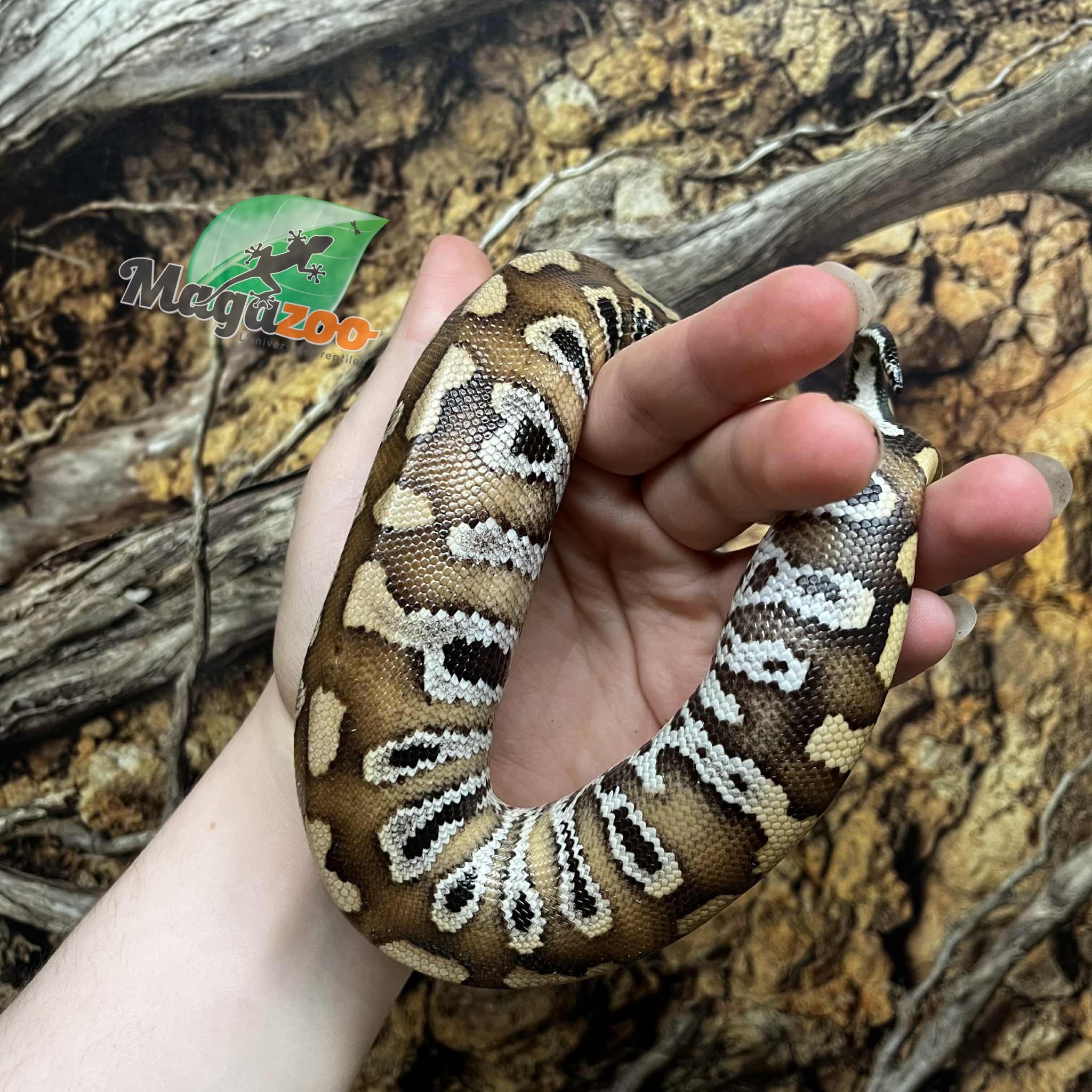 Magazoo Python malais Bébé Femelle (Het. Albino T+)