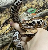 Magazoo Python malais Bébé Femelle (Het. Albino T+)