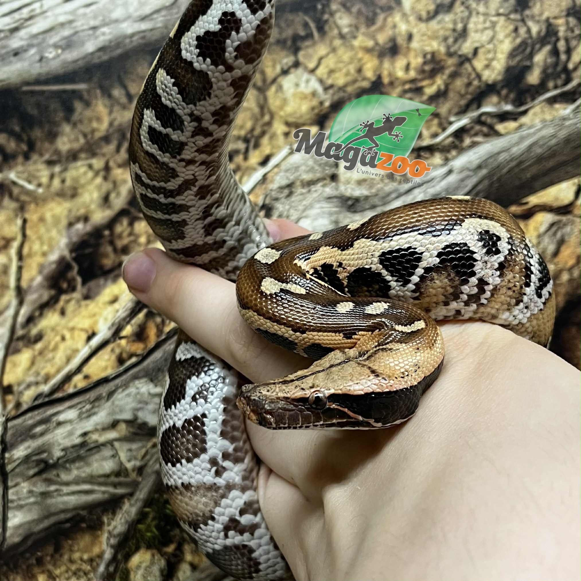Magazoo Python malais Bébé Femelle (Het. Albino T+)