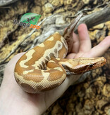 Magazoo Python malais Bébé Mâle Albino T+