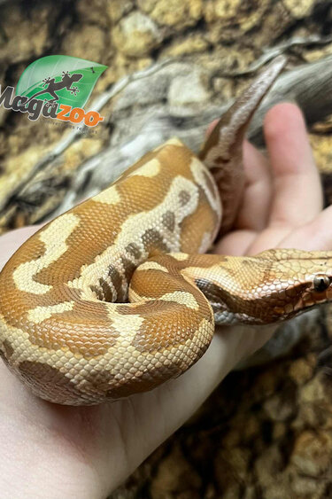Magazoo Python malais Bébé Mâle Albino T+