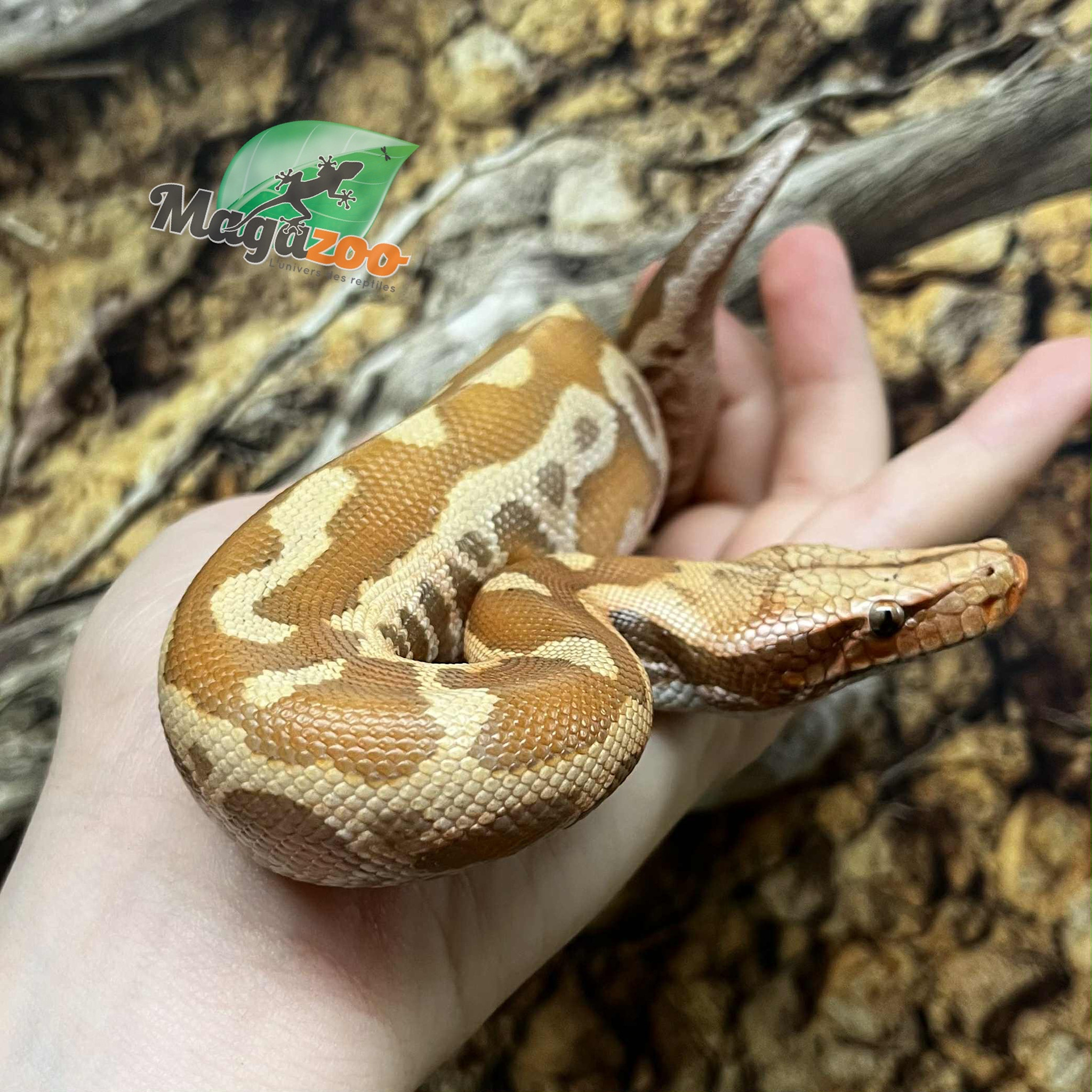 Magazoo Python malais Bébé Mâle Albino T+