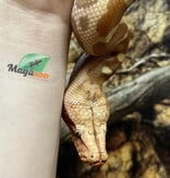Magazoo Python malais Bébé Mâle Albino T+