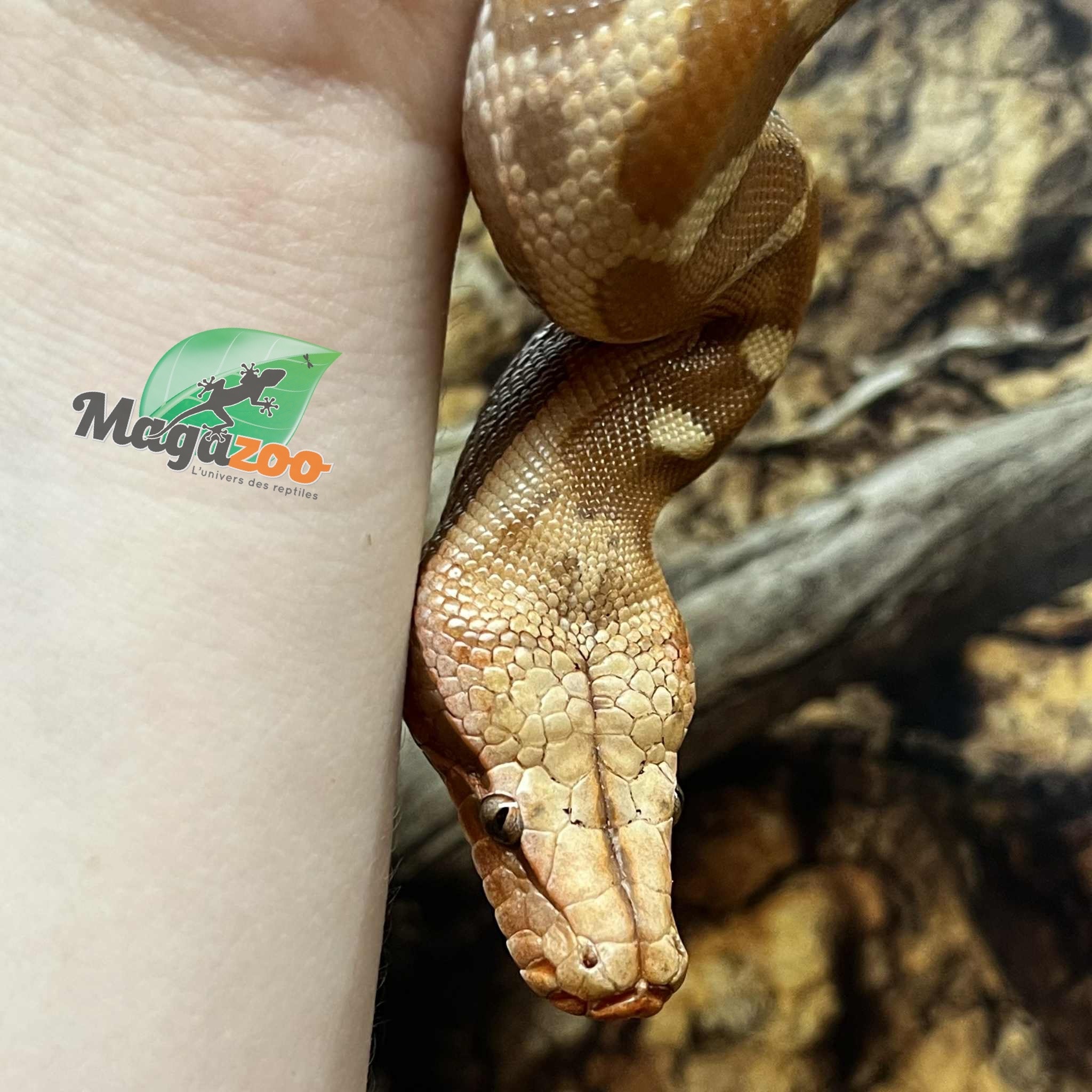 Magazoo Python malais Bébé Mâle Albino T+