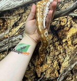 Magazoo Python malais Bébé Mâle Albino T+