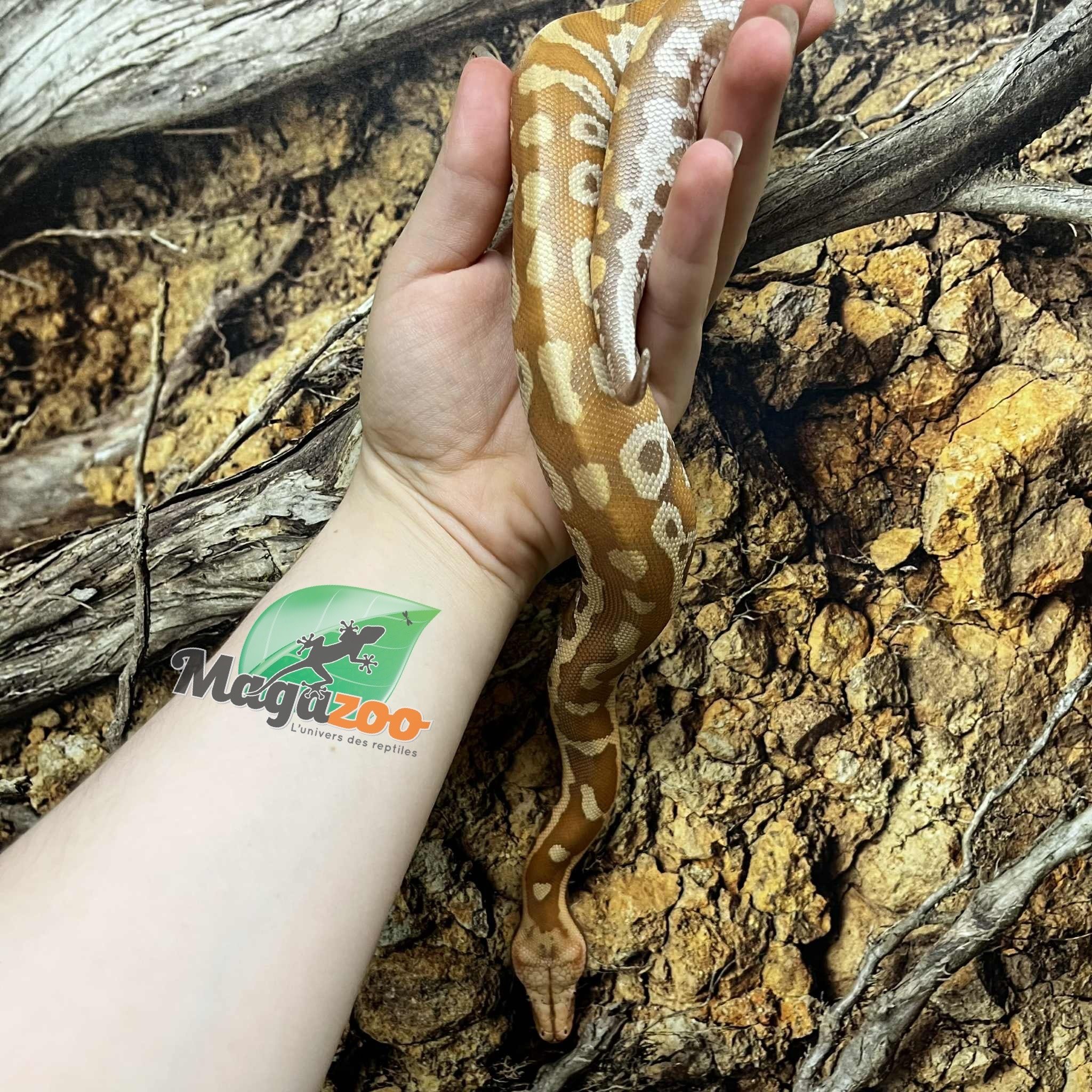 Magazoo Python malais Bébé Mâle Albino T+
