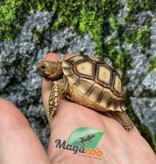 Magazoo Baby Captive Born African Spurred tortoise #1 (2025)