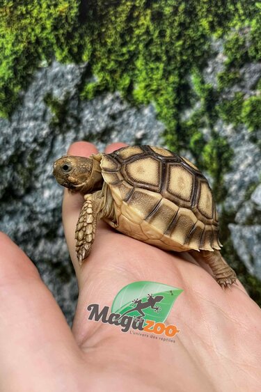Magazoo Tortue sillonée (Sulcata) Bébé Né en captivité #1 (2025)