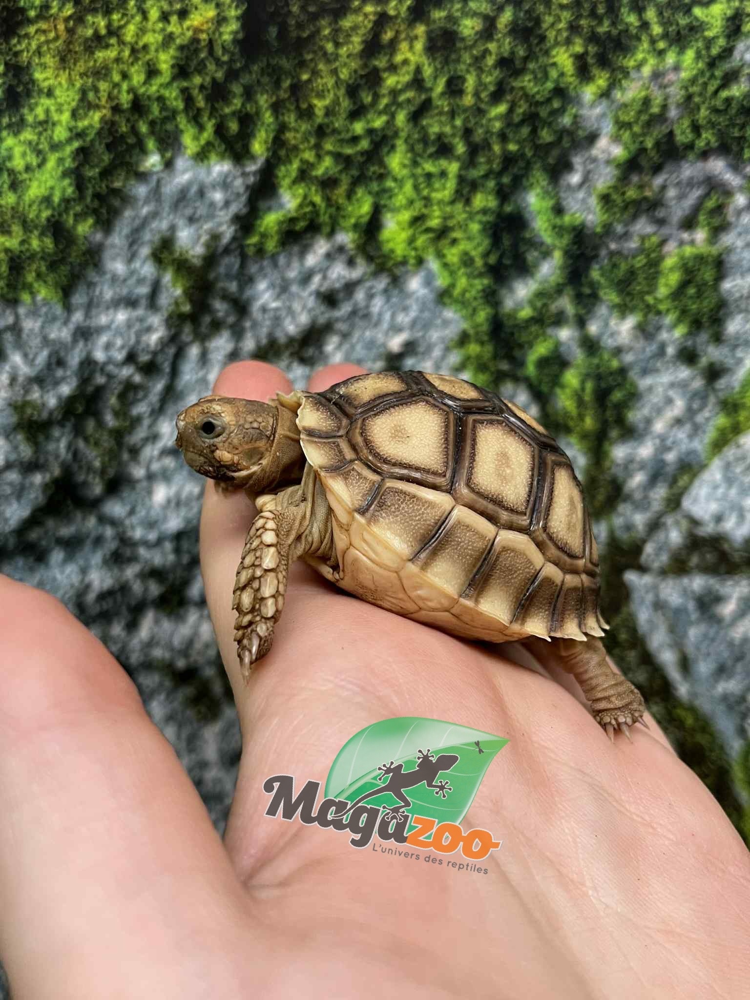 Magazoo Tortue sillonée (Sulcata) Bébé Né en captivité #1 (2025)