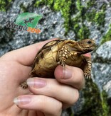 Magazoo Baby Captive Born African Spurred tortoise #1 (2025)