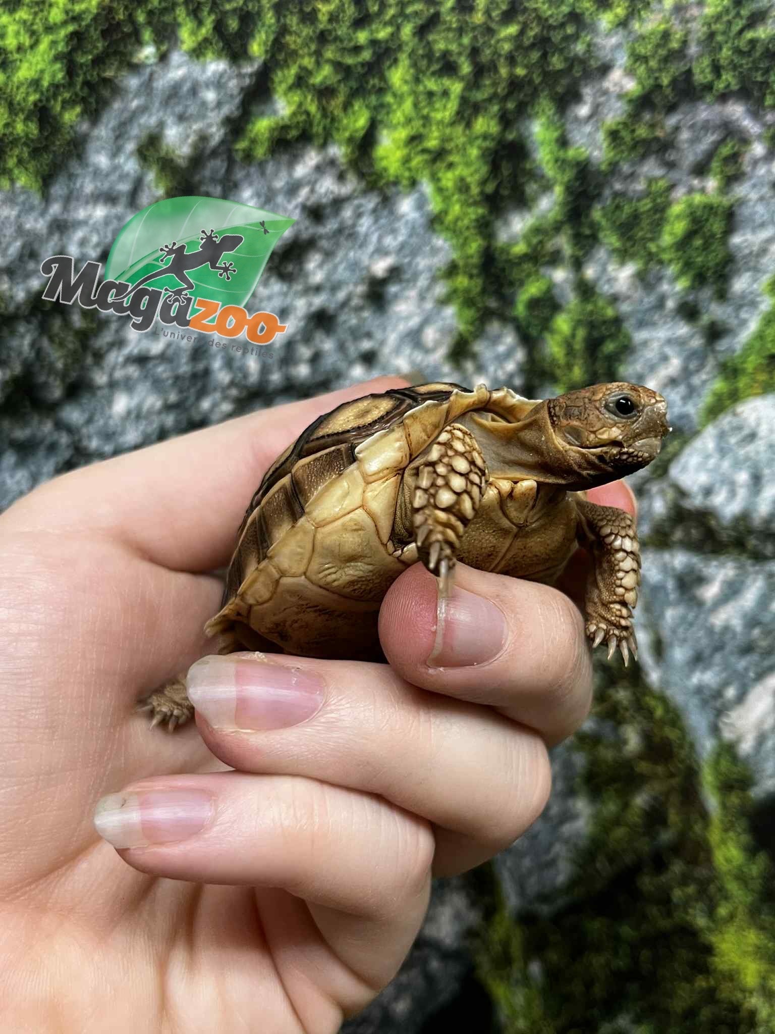 Magazoo Baby Captive Born African Spurred tortoise #1 (2025)