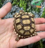 Magazoo Baby Captive Born African Spurred tortoise #1 (2025)