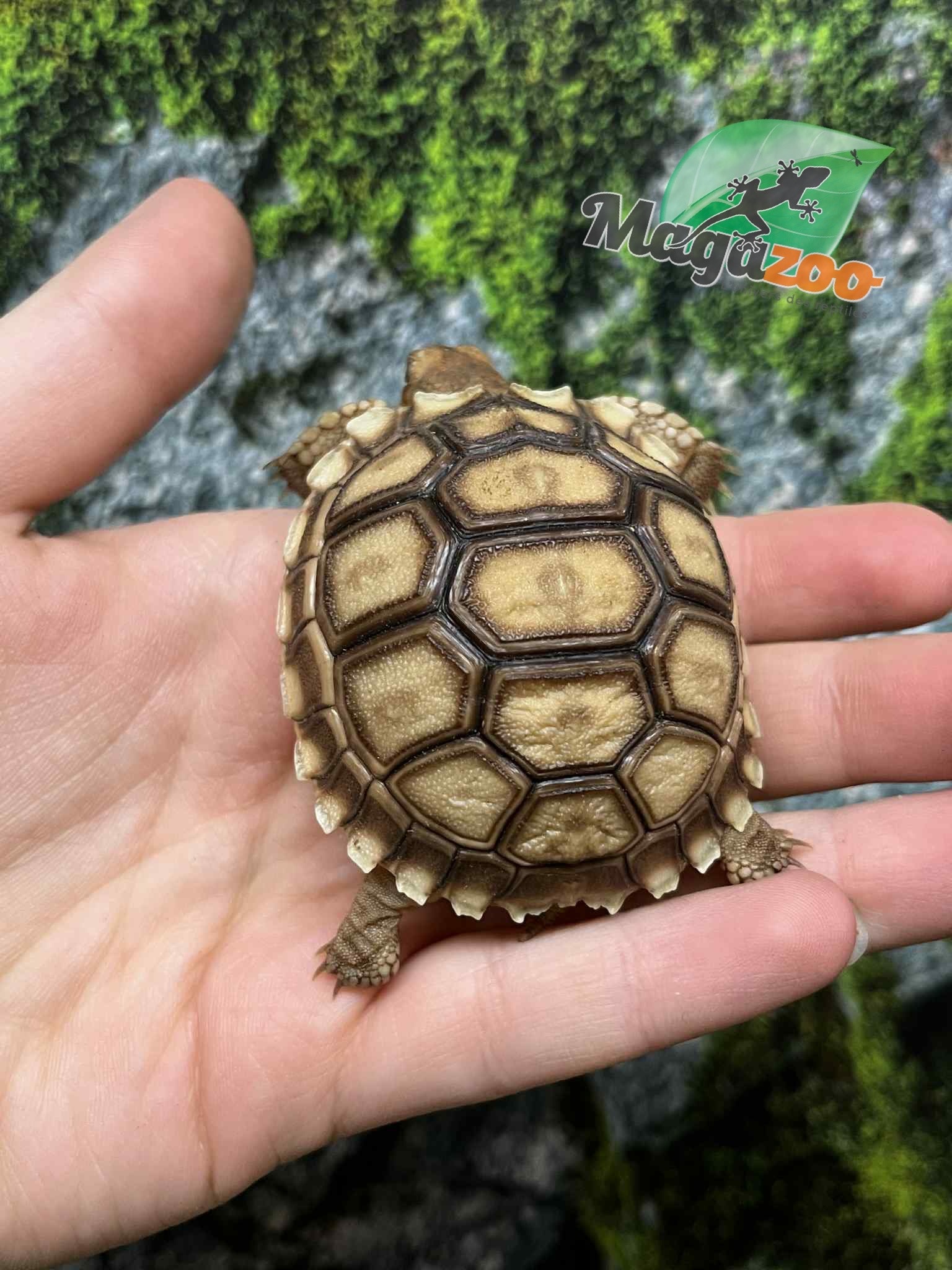 Magazoo Tortue sillonée (Sulcata) Bébé Né en captivité #1 (2025)