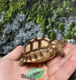 Magazoo Tortue sillonée (Sulcata) Bébé Né en captivité #2 (2025)
