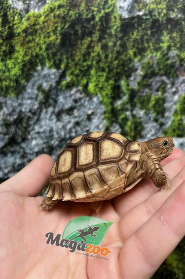 Magazoo Baby Captive Born African Spurred tortoise #2 (2025)